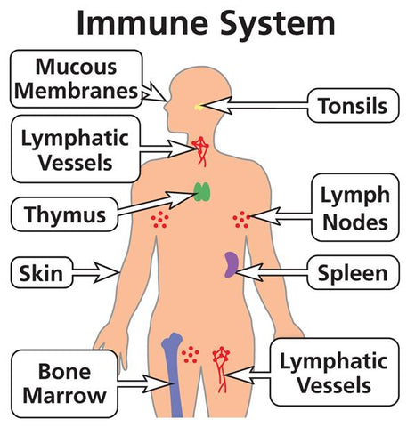 IMMUNE SUPPORT