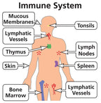IMMUNE SUPPORT